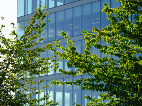 Green tree branches with fresh spring leaves partially obscure the view of a modern glass office block in the background on a bright, sunny day.